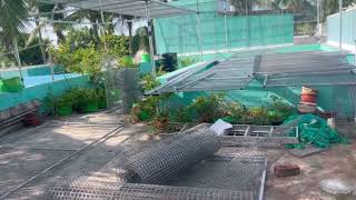 Terrace garden update 11092024 in Tamil [upl. by Killen]