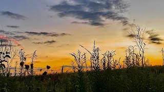 Dove Hunt OPENER With Great Friends [upl. by Lust744]