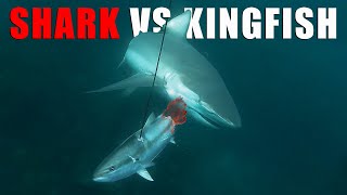 MASSIVE Schools of KINGFISH  Very AGRO Sharks  SPEARFISHING NEW ZEALAND [upl. by Colin398]