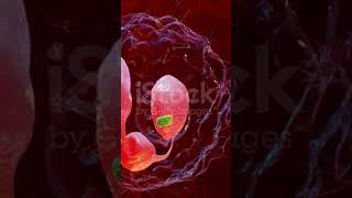 Phagocytosis neutrophe that uses its plasma membrane to engulf bacteriaendocytosisanaphaseshorts [upl. by Eciral]