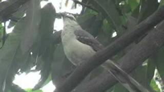 Sinsonte  Tropical Mockingbird  Mimus gilvus [upl. by Tatiana61]