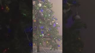 Kitten Julia vs Christmas Treechristmaskitty cute funny [upl. by Courtenay]