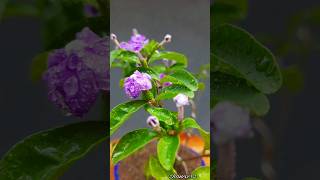 Yesterday Today Tomorrow Brunfelsia pauciflora [upl. by Gradeigh]