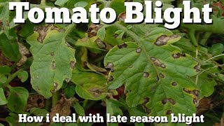 ⟹ Tomato Blight  Alternaria solani  Also know as Early blight [upl. by Ajan]