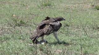 MARTIAL EAGLE UNBELIEVABLY KILLS AND DRAG A WHOLE BABY TGAZELLE [upl. by Gurolinick]