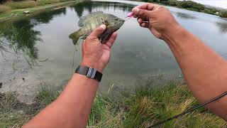 No catfish a lightning sighting and catching the blues at McAlpine Lake Aug 8 2021 [upl. by Ayak]