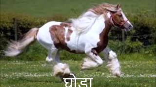 CarnivoresHerbivores and Omnivores मासाहारीशाकाहारी तथा सर्वहारी जानवर in Hindi [upl. by Louls]