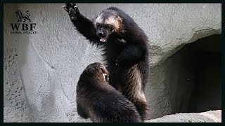 Fearless Wolverines Wildest Attacks Incredible Fighting Moments  Animal Attacks [upl. by Donahoe876]