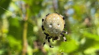 Shamrock Orbweaver Spider [upl. by Intosh131]