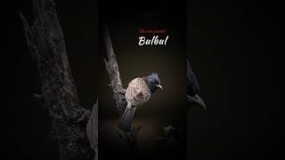 Redvented Bulbul searching food bulbul birdwatching bird wildlife [upl. by Jeffrey]