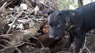 Patterdale Terriers This Mornings Creek Hunt [upl. by Eido802]