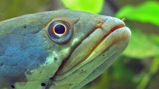 Snakehead bites in finger and eats worms  channa pulchra as a pet [upl. by Nevarc]