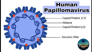 Human Papillomavirus HPV  Structure Transmission Diagnosis and Prevention  Virology Lectures [upl. by Gail]