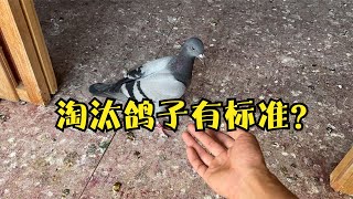 淘汰鸽子要狠？养鸽这几年越来越多的例子说明，不能只听大师讲 [upl. by Eened]