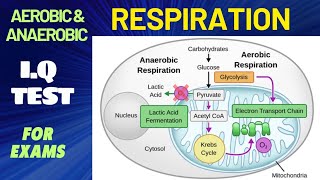 AEROBIC amp ANAEROBIC RESPIRATION MCQs [upl. by Notterb]