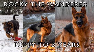 GERMAN SHEPHERD PUPPY GROWING UP  8 WEEKS TO 3 YEARS [upl. by Sul]