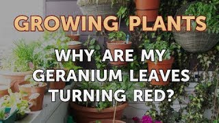 Why Are My Geranium Leaves Turning Red [upl. by Kelwunn]