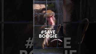 Boogie has been suffering for years alone at Bervie Zoo in Kincardine Ontario 💔 zoo animalrights [upl. by Neyud]