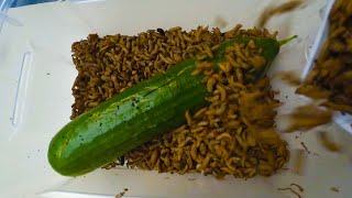 🥒 Maggots vs Cucumber Black Soldier Fly Larvae Timelapse 1 [upl. by Nalyr]