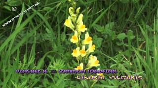 Vlasbekje  Linaria vulgaris  Common Toadflax [upl. by Jacey871]