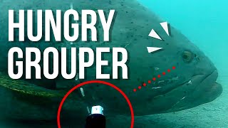 Giant 300kg Queensland Grouper steals our camera [upl. by Anem]