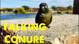 Green Cheek Conure Talking 💚 [upl. by Nirehtac]