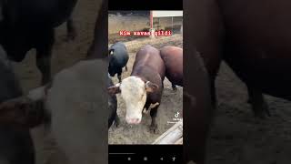 mol qoybozor cow qoyboqish bull molbozor bozor horse animals automobile [upl. by Vala]