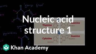 Nucleic acid structure 1  Chemical processes  MCAT  Khan Academy [upl. by Kciredes]