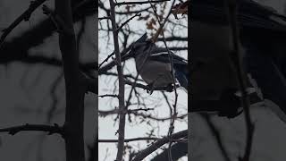 Blue jay above short birdwatching bluejay [upl. by Arakat]