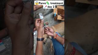 😱 Parvo🦠Treatment💉day 2 doglover petlovers youtubeshorts dogshorts viralshort dog [upl. by Pugh]