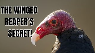 Vultures and Their Secret Lives [upl. by Nottap]