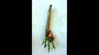 How to mount a staghorn fern onto driftwood [upl. by Alla6]