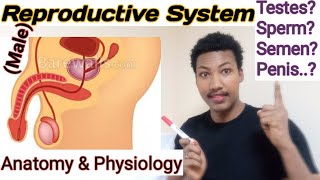 reproductivesystem anatomy physiologyየመራቢያ አካል ክፍሎች እስፐርም ከየትእንዴት ይመረታልReproductive biology [upl. by Ahon]