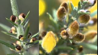 Ulex europaeus  gorse [upl. by Eimot]