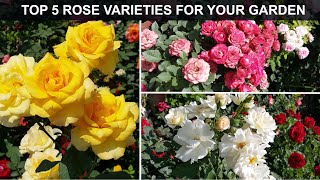 TOP 5 ROSE VARIETIES FOR YOUR GARDEN [upl. by Harwin799]