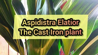 How to care for Aspidistra Elatior  The cast Iron plant [upl. by Anaujat633]