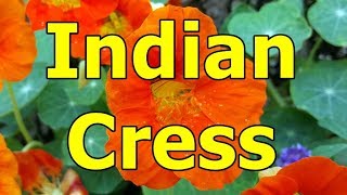 Indian Cress  Tropaeolum majus HD Video 01 [upl. by Dewitt868]