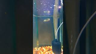 Beautiful Golden pearl Arowana ♥️aquarium fishtank fish tricks arowanafish shorts [upl. by Ragse691]