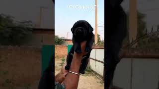 Dog shop in Guwahati chowchow adorabledog petmarketassamviraldogshortvideoshortspets [upl. by Innavoj976]