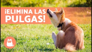 6 Mejores REMEDIOS CASEROS para las PULGAS en PERROS 🐶🐜 [upl. by Esinej]