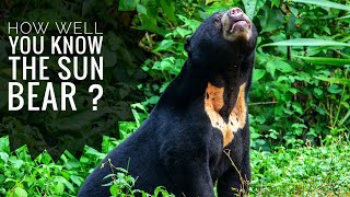 Sun Bear  Description Characteristics and Facts [upl. by Kosak194]