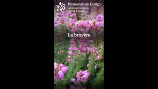 La bruyère commune [upl. by Irianat]