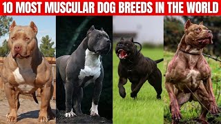 10 Most Muscular Dog Breeds in the World [upl. by Vetter]