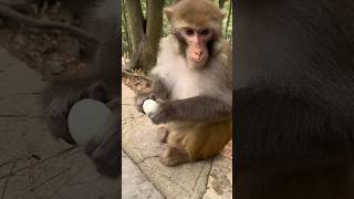 Is this really an🥚 wildlife monkeys monkeyvideo [upl. by Asille]