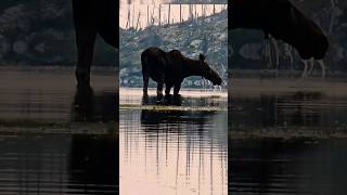 Moose does the happy dance after cooling swim 🦌💃✨ [upl. by Audres]