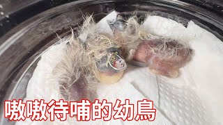 大鳥爸爸在孵蛋中去世後，出殼後的五只小鳥也死了兩個，只剩下3只幸運兒【蒙面鳥哥】 [upl. by Ahsinrev]