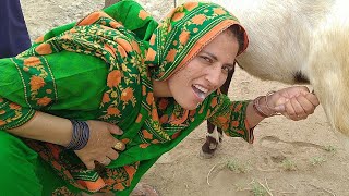 Oh My God  Hungry Village Girl Drink raw Milk From Goat Brest  Best Ever Goat Milk Drinking [upl. by Atipul]