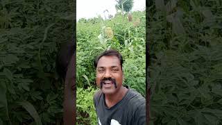 Yeh lamhe ye pal hum shivaji patil short video [upl. by Caitlin427]