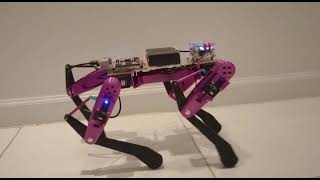 DogBot GAIT [upl. by Steinway]