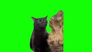 Green Screen Black Cat Zoning Out Meme [upl. by Elleret]